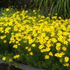 'Zagreb' Tickseed 10 'Zagreb' Tickseed -Garden Plants Store coreopsis zagreb 5