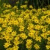 'Zagreb' Tickseed 1 'Zagreb' Tickseed -Garden Plants Store coreopsis zagreb 6