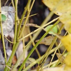 Arctic Fire® Yellow Red-Twig Dogwood 11 Arctic Fire® Yellow Red-Twig Dogwood -Garden Plants Store cornus arctic fire yellow 4 P ee90fd47 1fcf 4740 921c 469de2455d08 sw