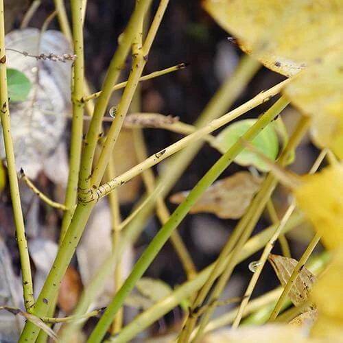 Arctic Fire® Yellow Red-Twig Dogwood 6 Arctic Fire® Yellow Red-Twig Dogwood - Image 4