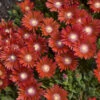 Kaleidoscope™ 'Dancing Embers' Ice Plant -Garden Plants Store d0c15de972a1dc15ce7377100d92befa