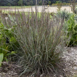 Prairie Winds® 'Brush Strokes' Little Bluestem Grass (Schizachyrium)