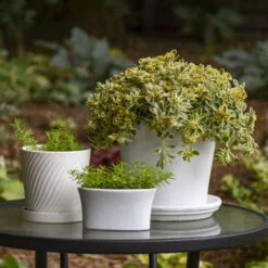 Rock 'N Low® 'Boogie Woogie' Stonecrop 11 Rock 'N Low® 'Boogie Woogie' Stonecrop -Garden Plants Store d3cd897800e43dca44f8755ed4acdc97