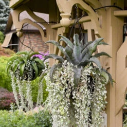 ART & SOL™ 'Catch A Wave' Mangave 8 ART & SOL™ 'Catch A Wave' Mangave -Garden Plants Store d4c58900a1985fea2c7c0ba6e8311419