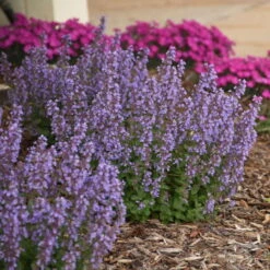 'Cat's Pajamas' Catmint 13 'Cat's Pajamas' Catmint -Garden Plants Store d4d4f3d6a45d38dab56d4181eca68e83