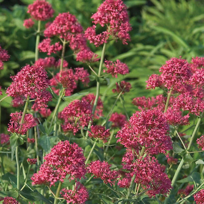 Red Valerian 3 Red Valerian