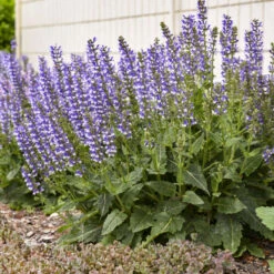 Color Spires® 'Azure Snow' Salvia -Garden Plants Store d72847b716a03f1ce7cd21980164359a