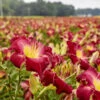 Rainbow Rhythm® 'Blood Sweat And Tears' Daylily 2 Rainbow Rhythm® 'Blood Sweat And Tears' Daylily -Garden Plants Store dbaa8d02c7f9aef3111321f451eecef8