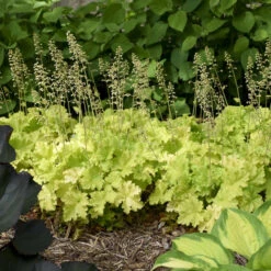 'Twist Of Lime' Coral Bells -Garden Plants Store ddc6f38a00a91ce949b62bf2fd3b18c3