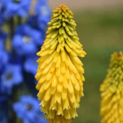 Pyromania™ 'Solar Flare' Red Hot Poker 9 Pyromania™ 'Solar Flare' Red Hot Poker -Garden Plants Store de214c737f2a92428fcd66aab707e623