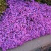 'Drummond's Pink' Creeping Phlox -Garden Plants Store de32e876ac7572f2d82702d4d84e4aca