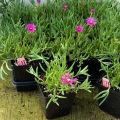 Pink Ice Plant 9 Pink Ice Plant -Garden Plants Store delosperma cooperi ice plant 4 sw