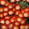 Hot Cakes® 'Pumpkin Perfection' Ice Plant 1 Hot Cakes® 'Pumpkin Perfection' Ice Plant -Garden Plants Store delosperma hot cakes pumpkin perfection 2 P sw