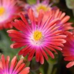 'Jewel Of Desert Garnet' Ice Plant -Garden Plants Store delosperma jewel of desert garnet ice plant 4 sw