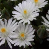 'Jewel Of Desert Moonstone' Ice Plant -Garden Plants Store delosperma jewel of desert moonstone 2 sw
