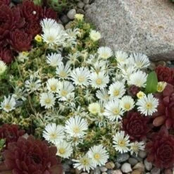 'Jewel Of Desert Moonstone' Ice Plant -Garden Plants Store delosperma jewel of desert moonstone 3 sw