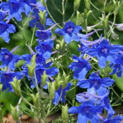 'Summer Nights' Delphinium 6 'Summer Nights' Delphinium -Garden Plants Store delphinium summer nights