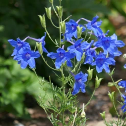 'Summer Nights' Delphinium 7 'Summer Nights' Delphinium -Garden Plants Store delphinium summer nights 2