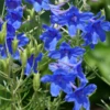 'Summer Nights' Delphinium -Garden Plants Store delphinium summer nights 3