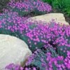 'Firewitch' Dianthus 1 'Firewitch' Dianthus -Garden Plants Store dianthus firewitch cheddar pinks 2 sw