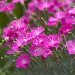 'Firewitch' Dianthus -Garden Plants Store dianthus firewitch cheddar pinks 3 sw