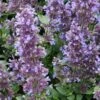 Whispurr™ Blue Catmint -Garden Plants Store dispthumb 045ab6c1 6b4c 4da4 954b b25be8eb5259