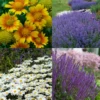 Drought Resistant+ Long Blooming Collection 1 Drought Resistant+ Long Blooming Collection -Garden Plants Store drough resistant and long blooming collection