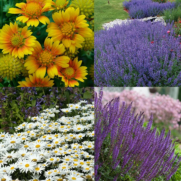 Drought Resistant+ Long Blooming Collection 3 Drought Resistant+ Long Blooming Collection