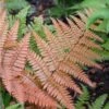 'Brilliance' Autumn Fern 1 'Brilliance' Autumn Fern -Garden Plants Store dryopteris brilliance autumn fern 1