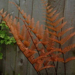 'Brilliance' Autumn Fern -Garden Plants Store dryopteris brilliance autumn fern 3