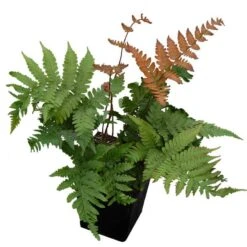 'Brilliance' Autumn Fern -Garden Plants Store dryopteris brilliance autumn fern 4