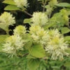 Dwarf Fothergilla -Garden Plants Store dwarf fothergilla 1