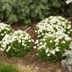 Mini Marvels™ Starbright Bellflower 8 Mini Marvels™ Starbright Bellflower -Garden Plants Store e3db643294764818d181f5553fae1f33