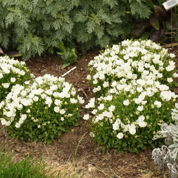 Mini Marvels™ Starbright Bellflower 5 Mini Marvels™ Starbright Bellflower - Image 3