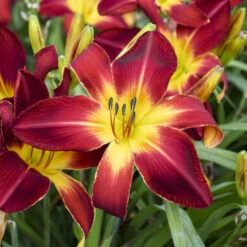 Rainbow Rhythm® 'Ruby Spider' Daylily 9 Rainbow Rhythm® 'Ruby Spider' Daylily -Garden Plants Store e733f097c1ead2fcaa10f5dc96466246