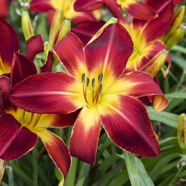 Rainbow Rhythm® 'Ruby Spider' Daylily 5 Rainbow Rhythm® 'Ruby Spider' Daylily - Image 3