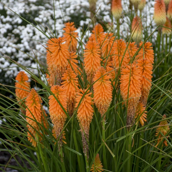Pyromania™ 'Orange Blaze' Red Hot Poker 4 Pyromania™ 'Orange Blaze' Red Hot Poker - Image 2