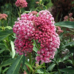 'Cinderella' Swamp Milkweed 9 'Cinderella' Swamp Milkweed -Garden Plants Store e875376c1fcd48a2118c85d58edb52a1