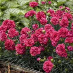 Fruit Punch® 'Raspberry Ruffles' Dianthus -Garden Plants Store e87edf696373a284d9438c94dccc133f