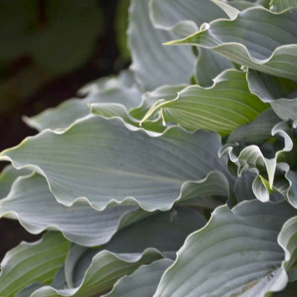 Shadowland® 'Waterslide' Hosta 4 Shadowland® 'Waterslide' Hosta - Image 2