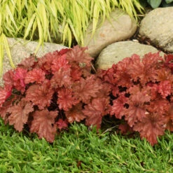 Primo® 'Peachberry Ice' Coral Bells -Garden Plants Store e9fd68841bf7a4e057ea29358fd1d5fc