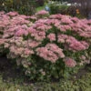 'Autumn Joy' Stonecrop