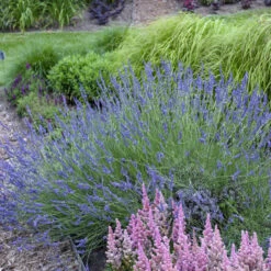 Phenomenal® Lavender -Garden Plants Store ea80d145310cf341f233116bf762121f