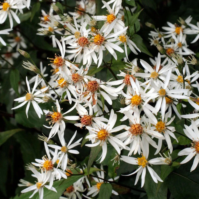 'Eastern Star' White Wood Aster 4 'Eastern Star' White Wood Aster - Image 2