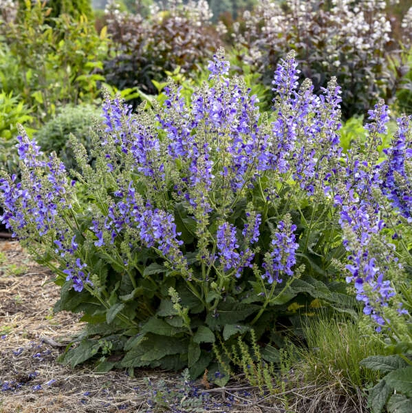 Living Large™ Big Sky Salvia 3 Living Large™ Big Sky Salvia