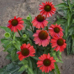 Color Coded™ 'Frankly Scarlet' Coneflower 9 Color Coded™ 'Frankly Scarlet' Coneflower -Garden Plants Store echinacea franklyscarlet coneflower 3