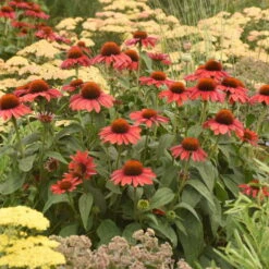 Color Coded™ 'Frankly Scarlet' Coneflower 10 Color Coded™ 'Frankly Scarlet' Coneflower -Garden Plants Store echinacea franklyscarlet coneflower 4