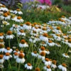 PowWow® White Coneflower -Garden Plants Store echinacea pow wow white 1