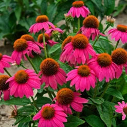 Butterfly Garden Collection -Garden Plants Store echinacea pow wow wild berry 1 1f8d5481 f719 4b96 8a95 2f4d0993265d
