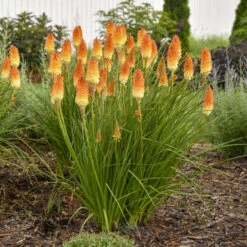 Pyromania® 'Hot And Cold' Red Hot Poker -Garden Plants Store ed4c55cbc714b6ab19f4d2f85f951b1e